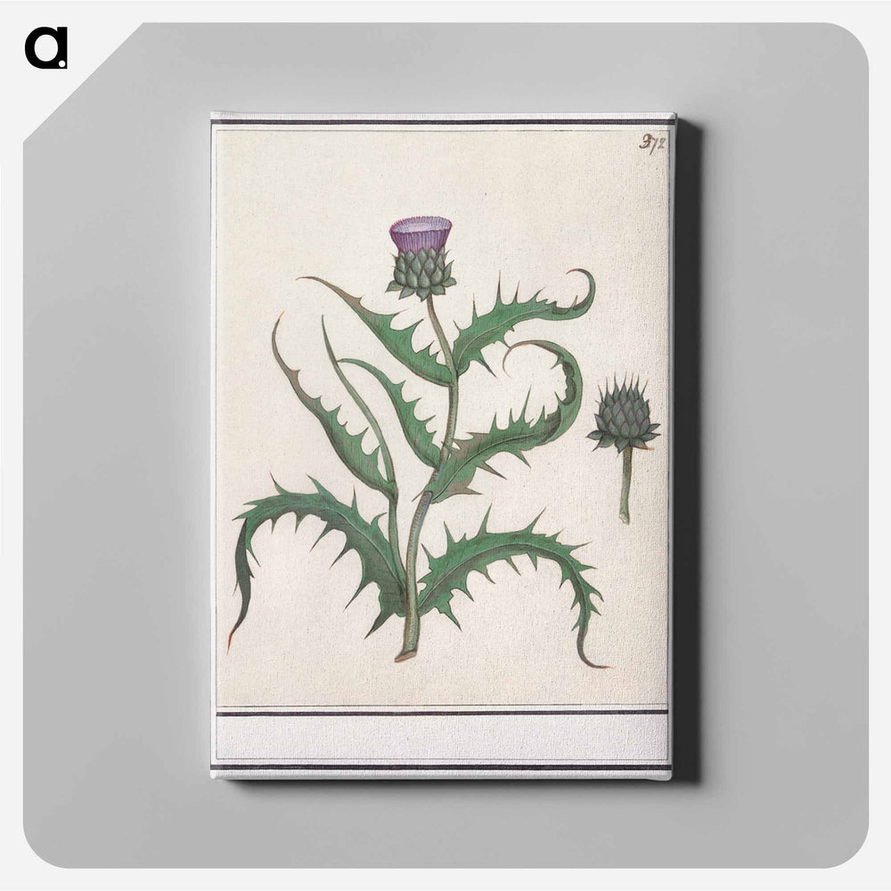 Artichoke - アンセルムス ボエティウス デ ブート Canvas.