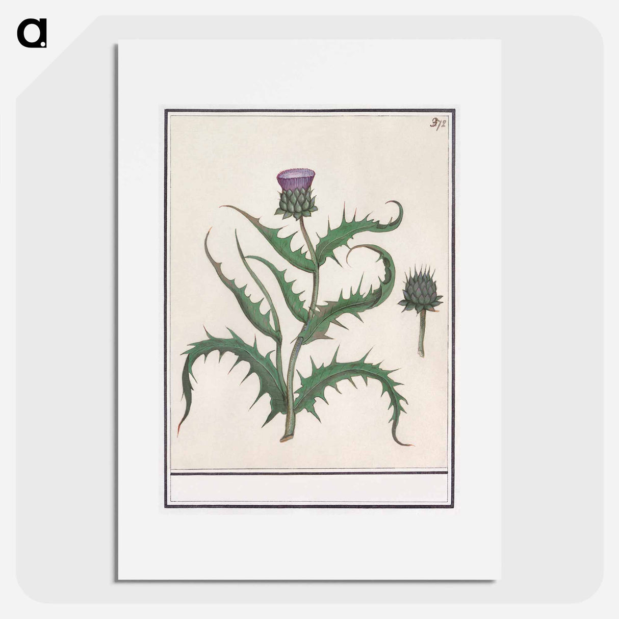 アートポスター-Artichoke - アンセルムス ボエティウス デ ブート Poster.