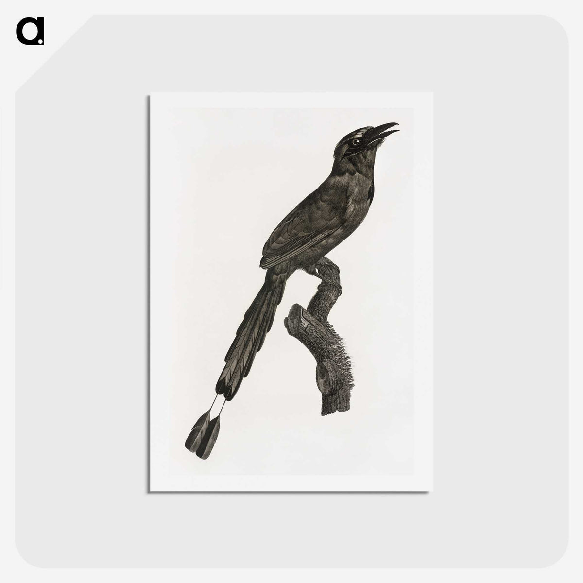 1-81_Des-Oiseaux-de-Paradis_hagaki