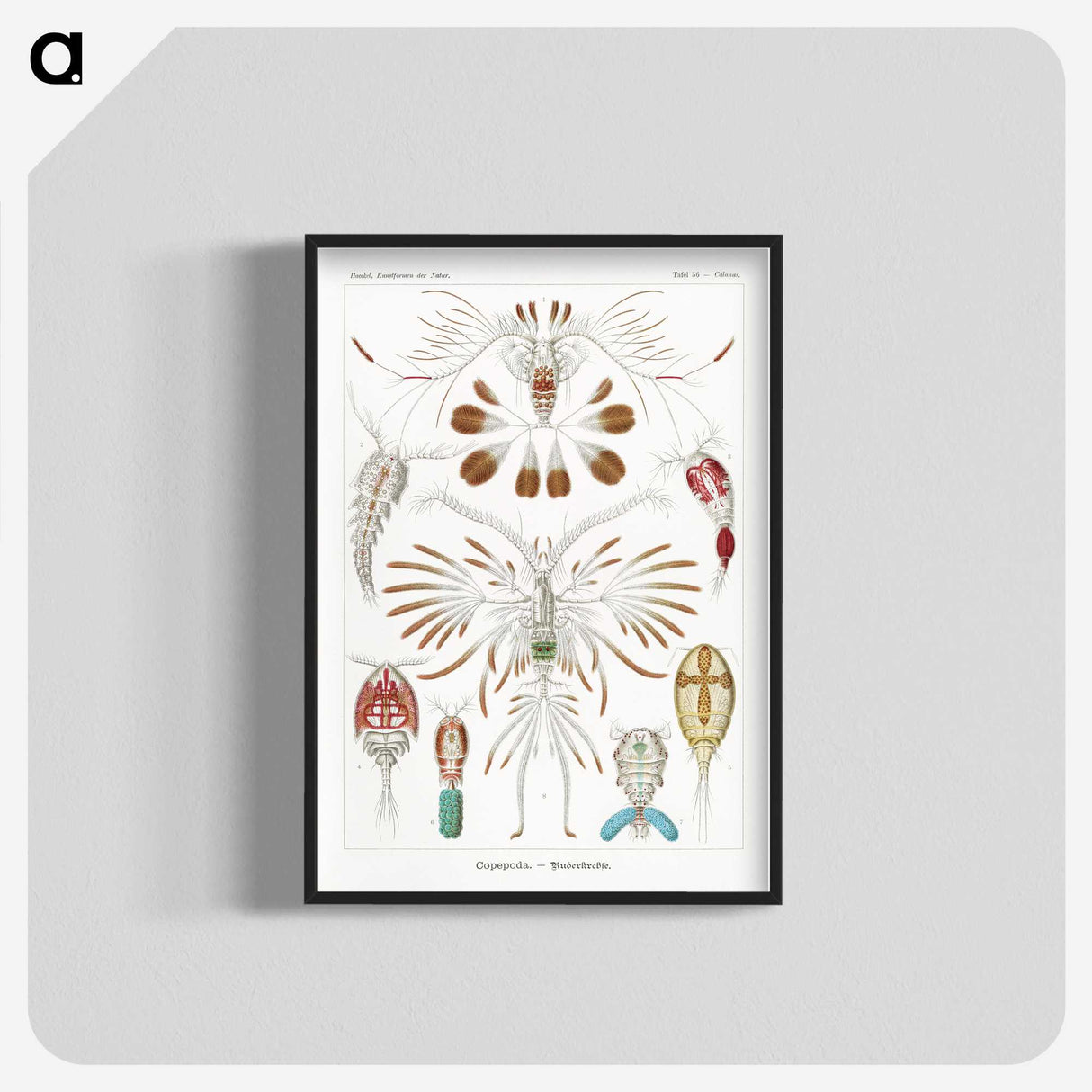 1-81_Ernst-Haeckel_blk-crop