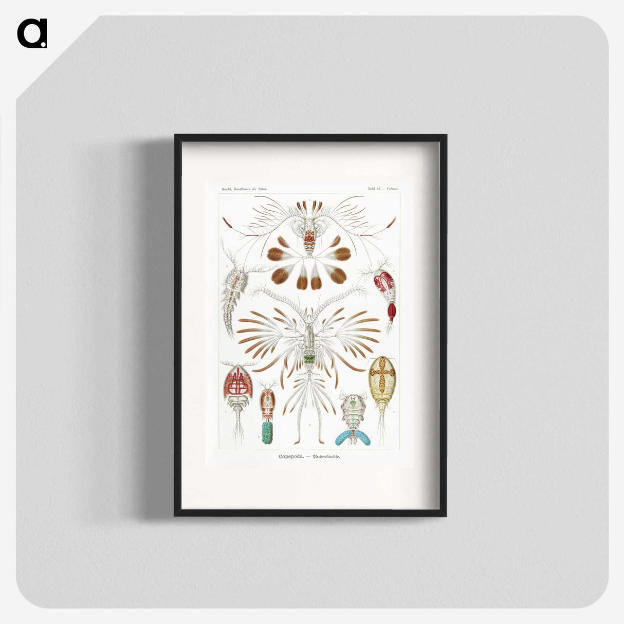 1-81_Ernst-Haeckel_blk