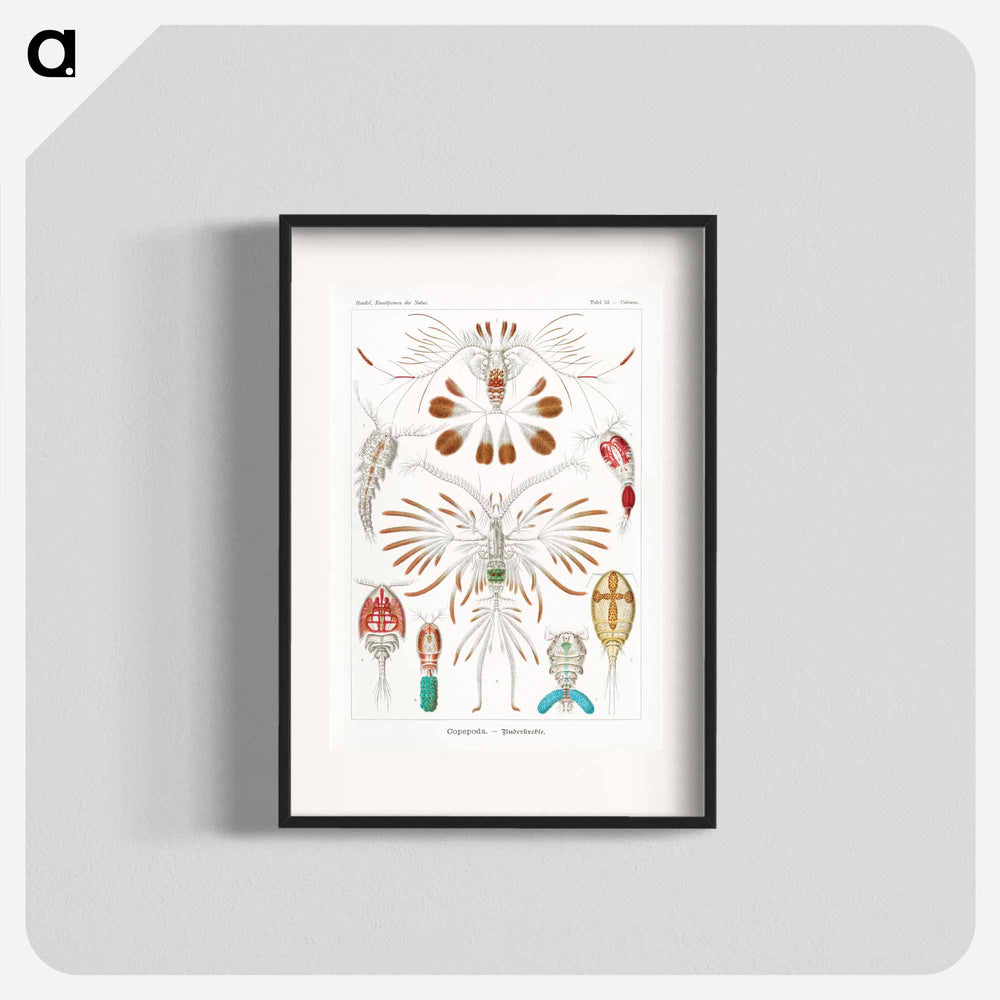 Copepoda–Ruderkrebse - エルンスト ヘッケル Poster.