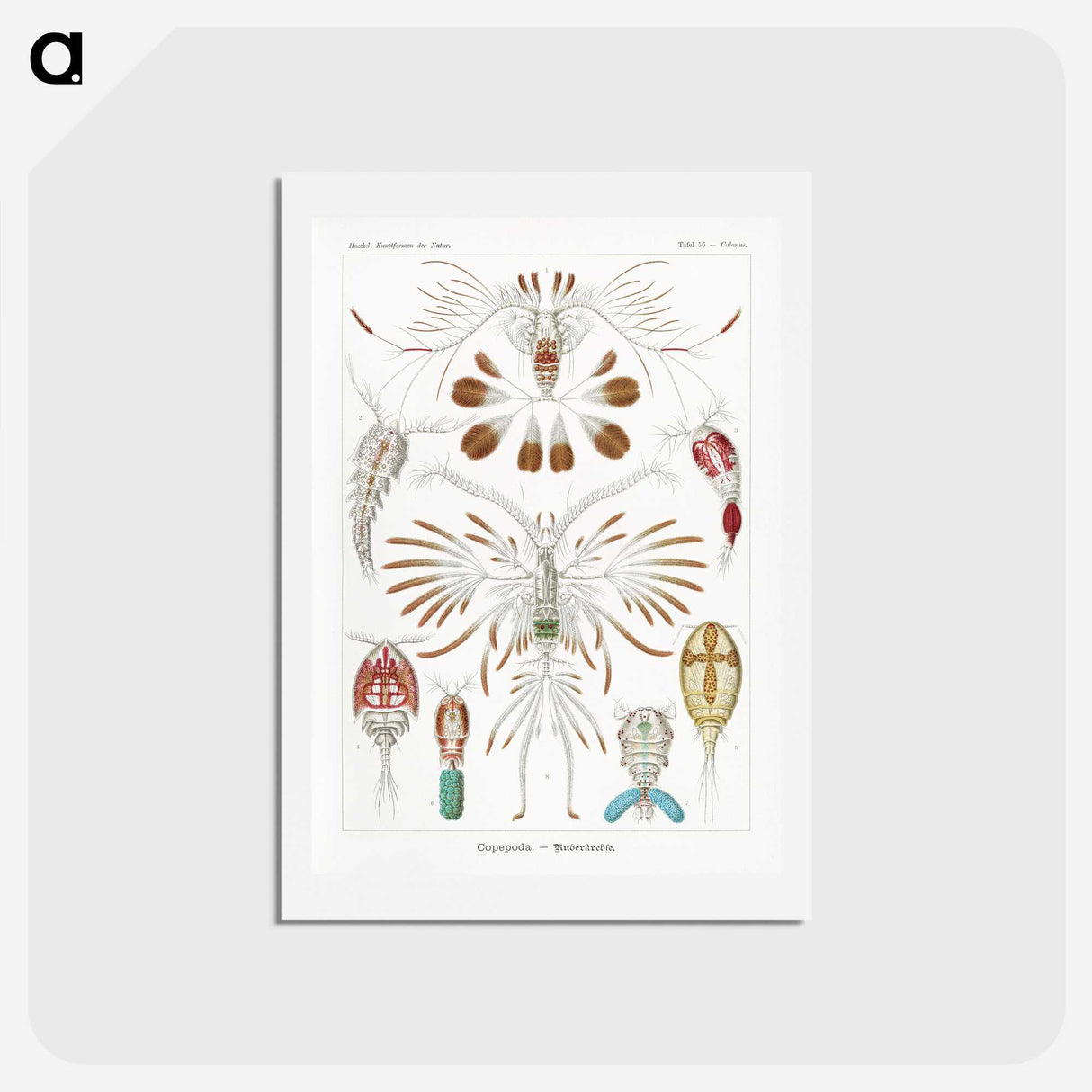 1-81_Ernst-Haeckel_hagaki