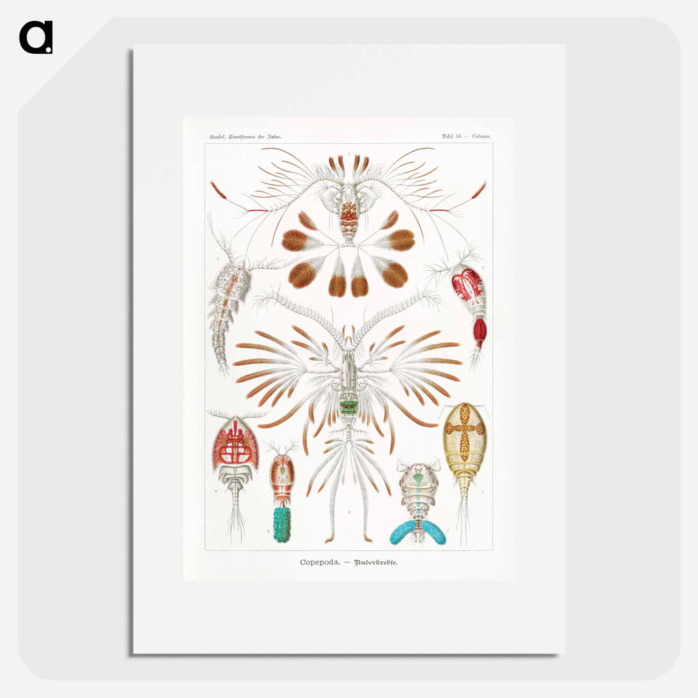 Copepoda–Ruderkrebse - エルンスト ヘッケル Poster.