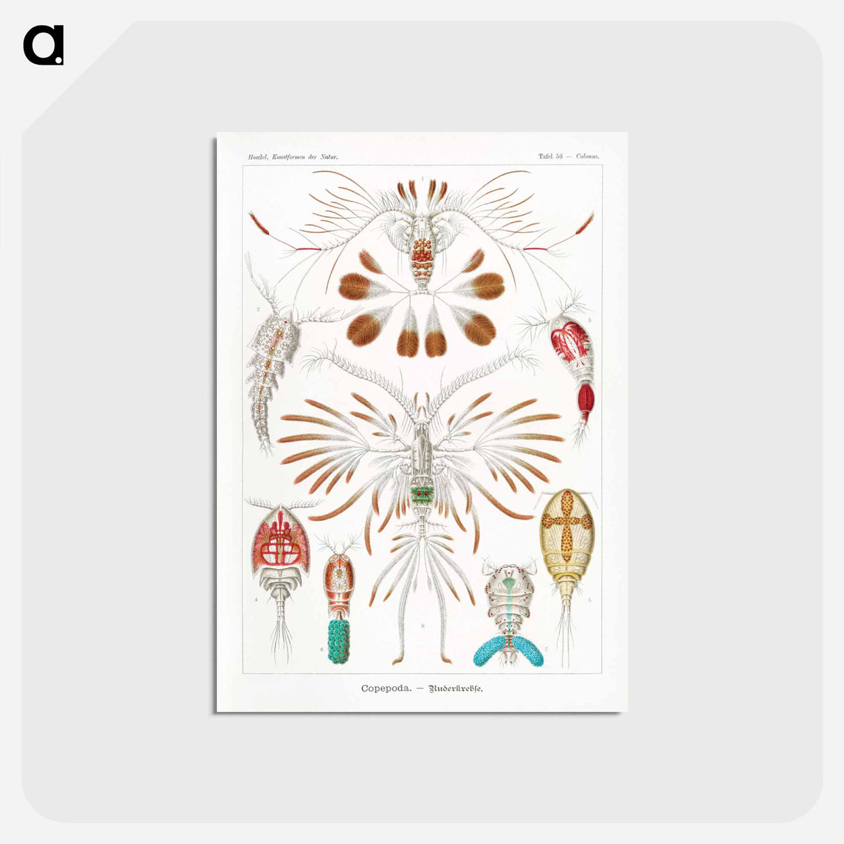 アートポストカード-Copepoda–Ruderkrebse - エルンスト ヘッケル Postcard.