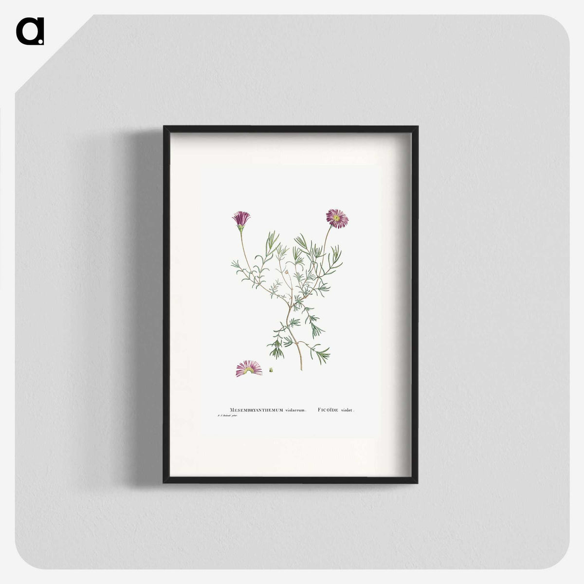 1-81_Histoire-des-Plantes-Grasses_blk