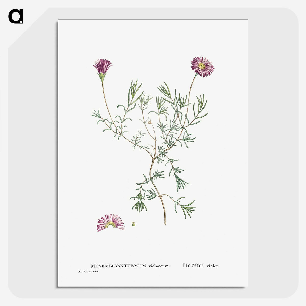 1-81_Histoire-des-Plantes-Grasses_picture-crop