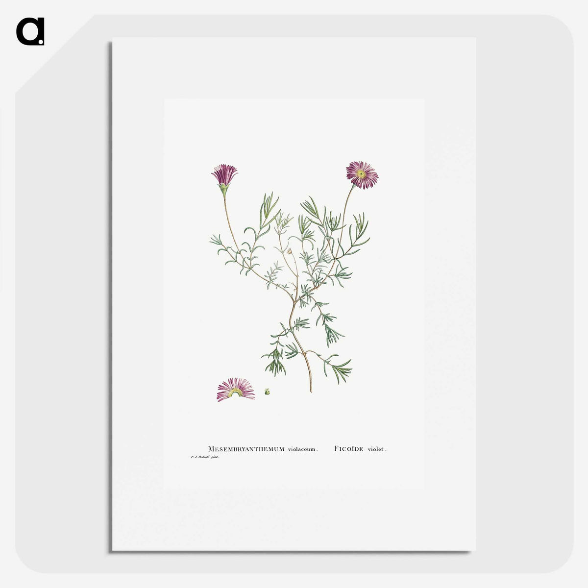 1-81_Histoire-des-Plantes-Grasses_picture