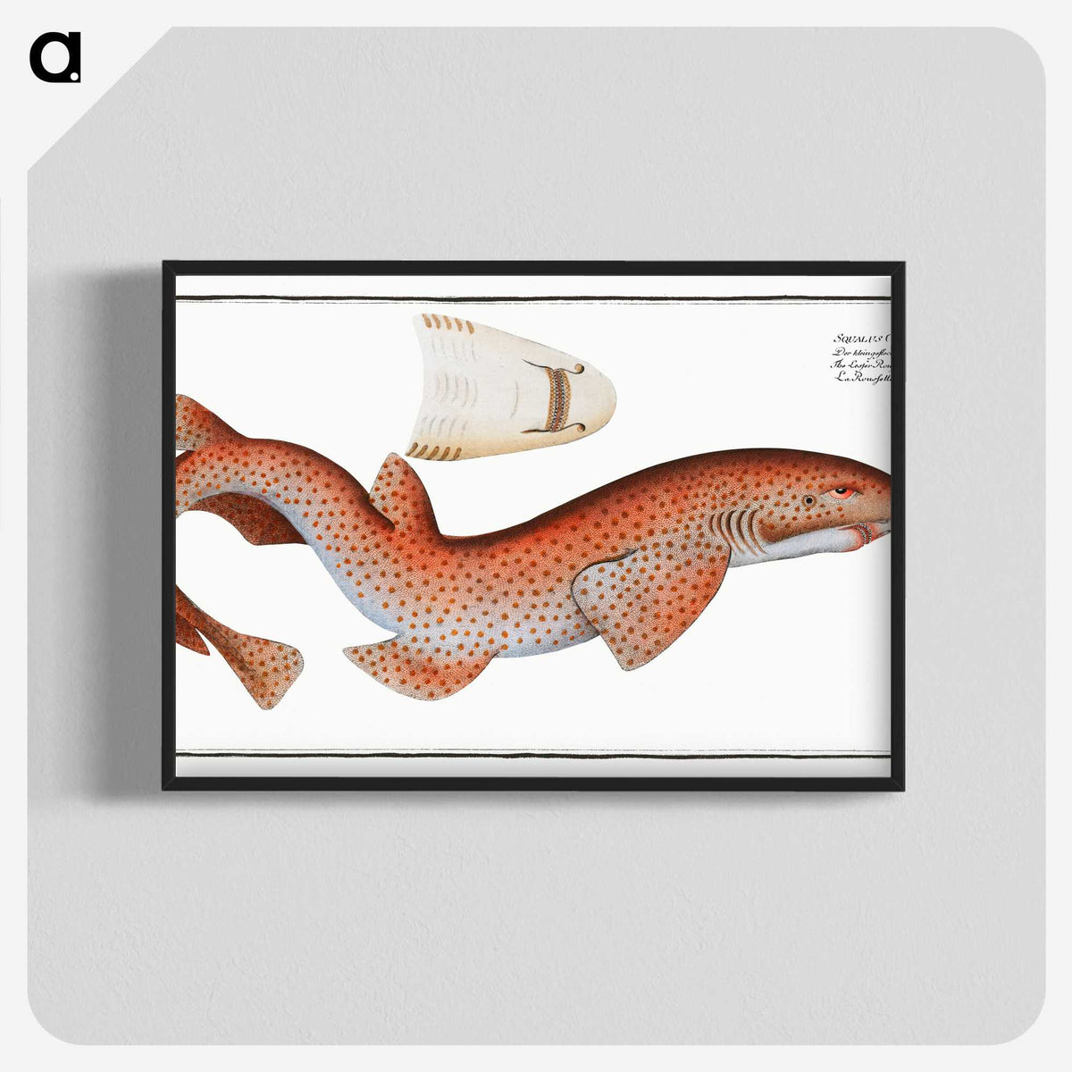 1-81_Ichtyologie-ou-Histoire-naturelle_blk-crop