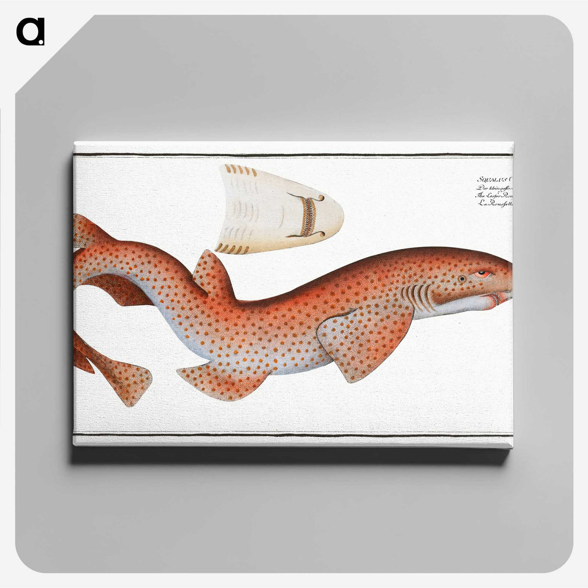 1-81_Ichtyologie-ou-Histoire-naturelle_canvas