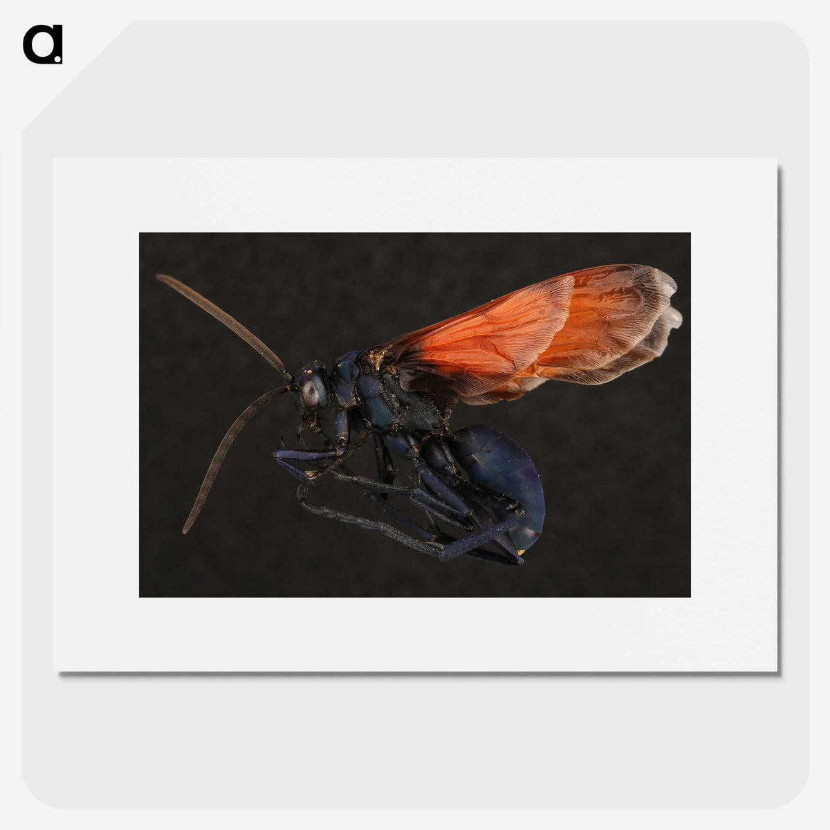 1-81_Insects-Unlocked-Project_picture