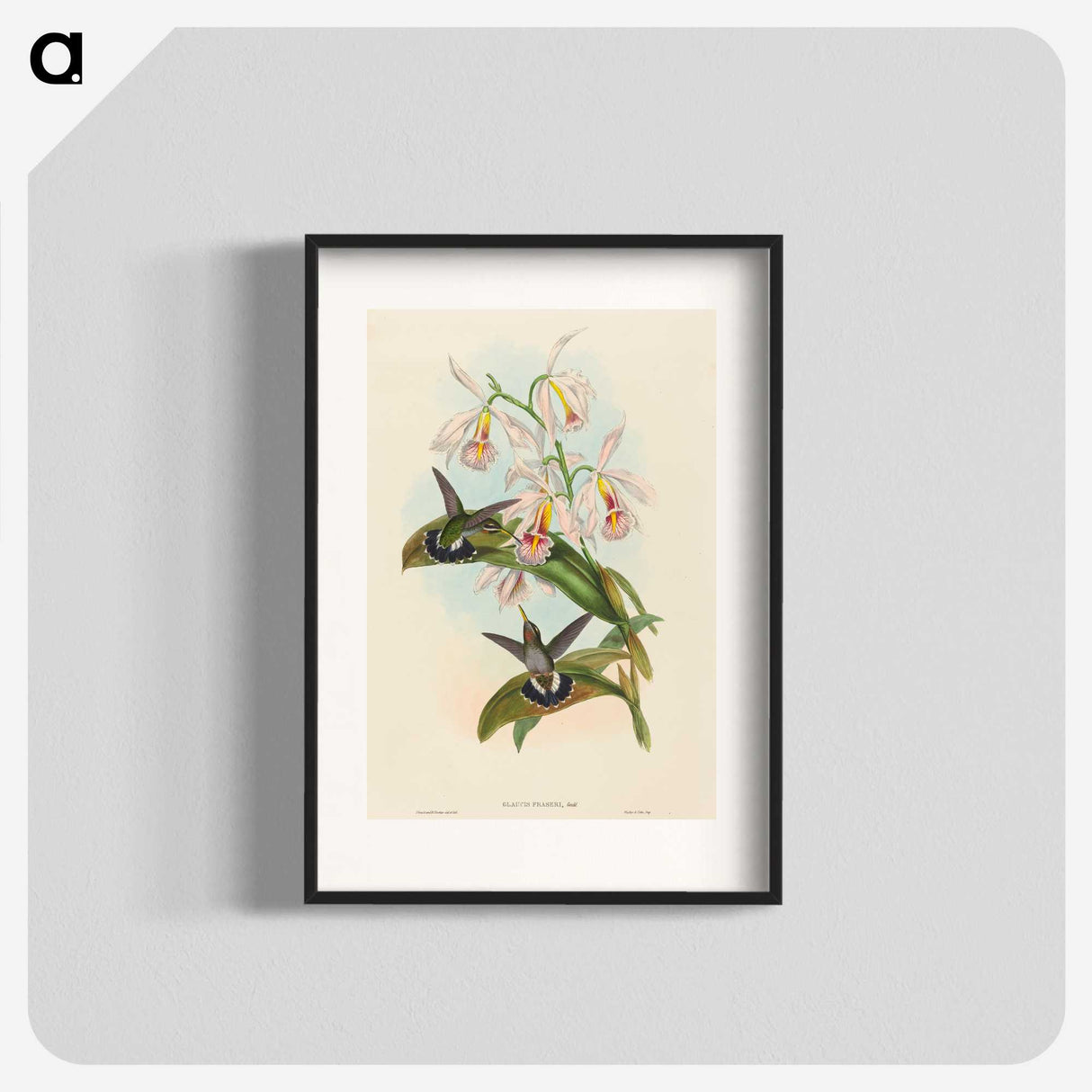 1-81_John-Gould_blk