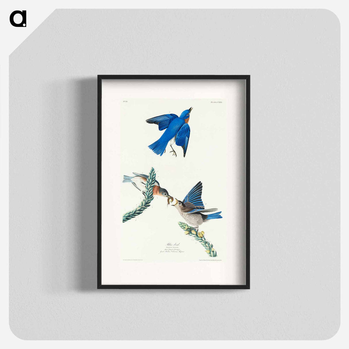 アートポスター-Bluebird from Birds of America
- ジョン ジェームス オーデュボン Poster.
