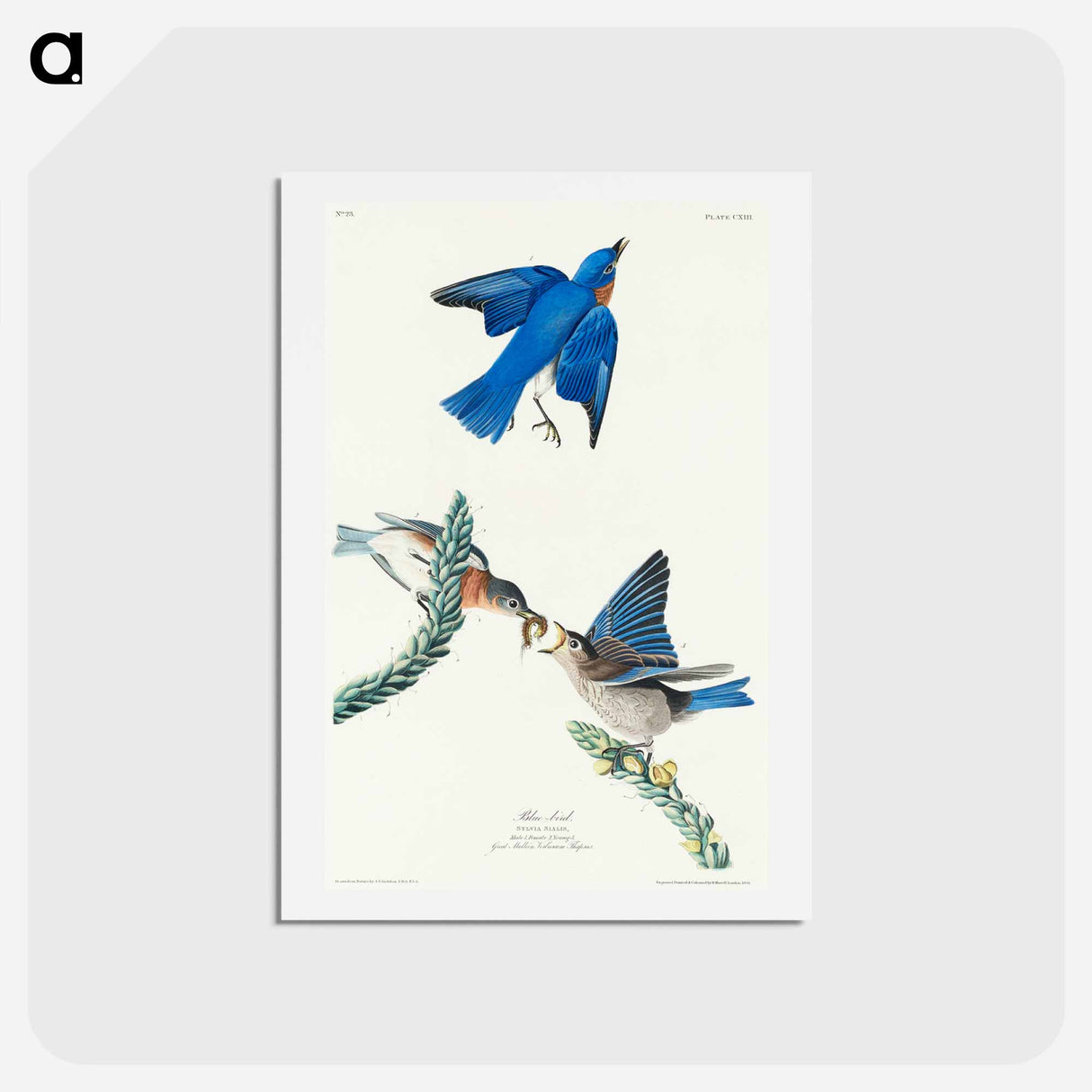 アートポストカード-Bluebird from Birds of America
- ジョン ジェームス オーデュボン Postcard.