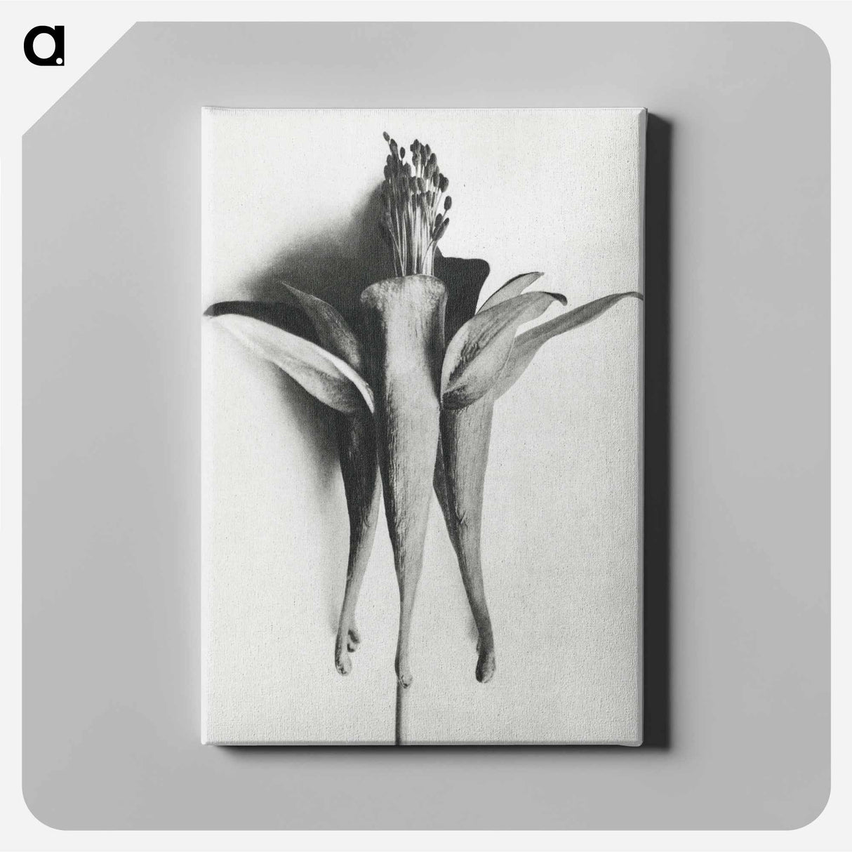アートパネル-Aquilegia Chrysantha - カール ブロスフェルト Canvas.