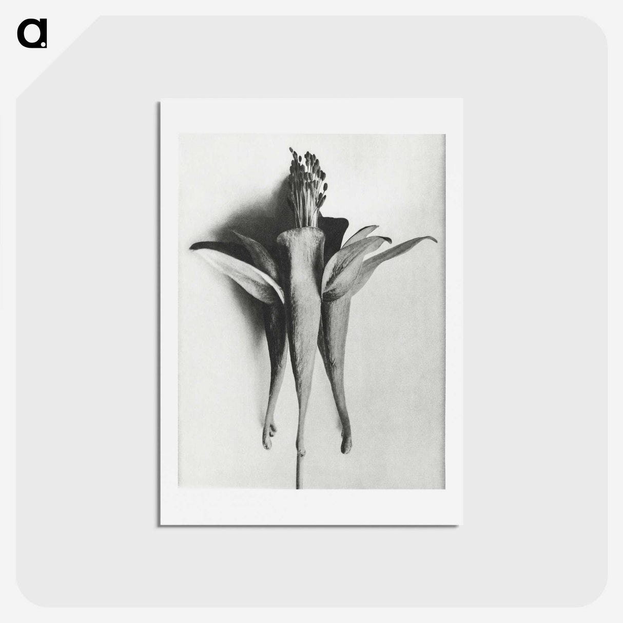 1-81_Karl-Blossfeldt_hagaki