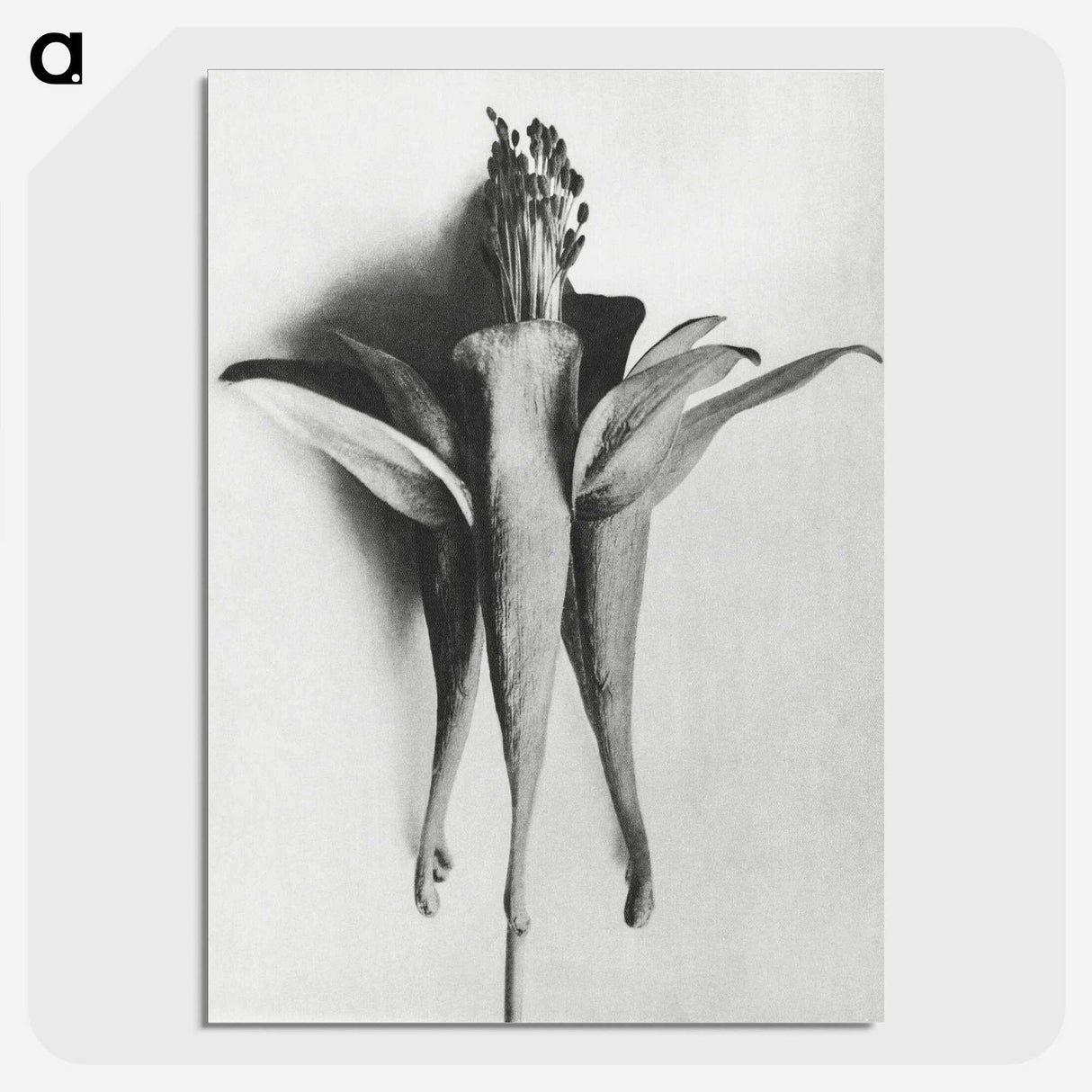 1-81_Karl-Blossfeldt_picture-crop