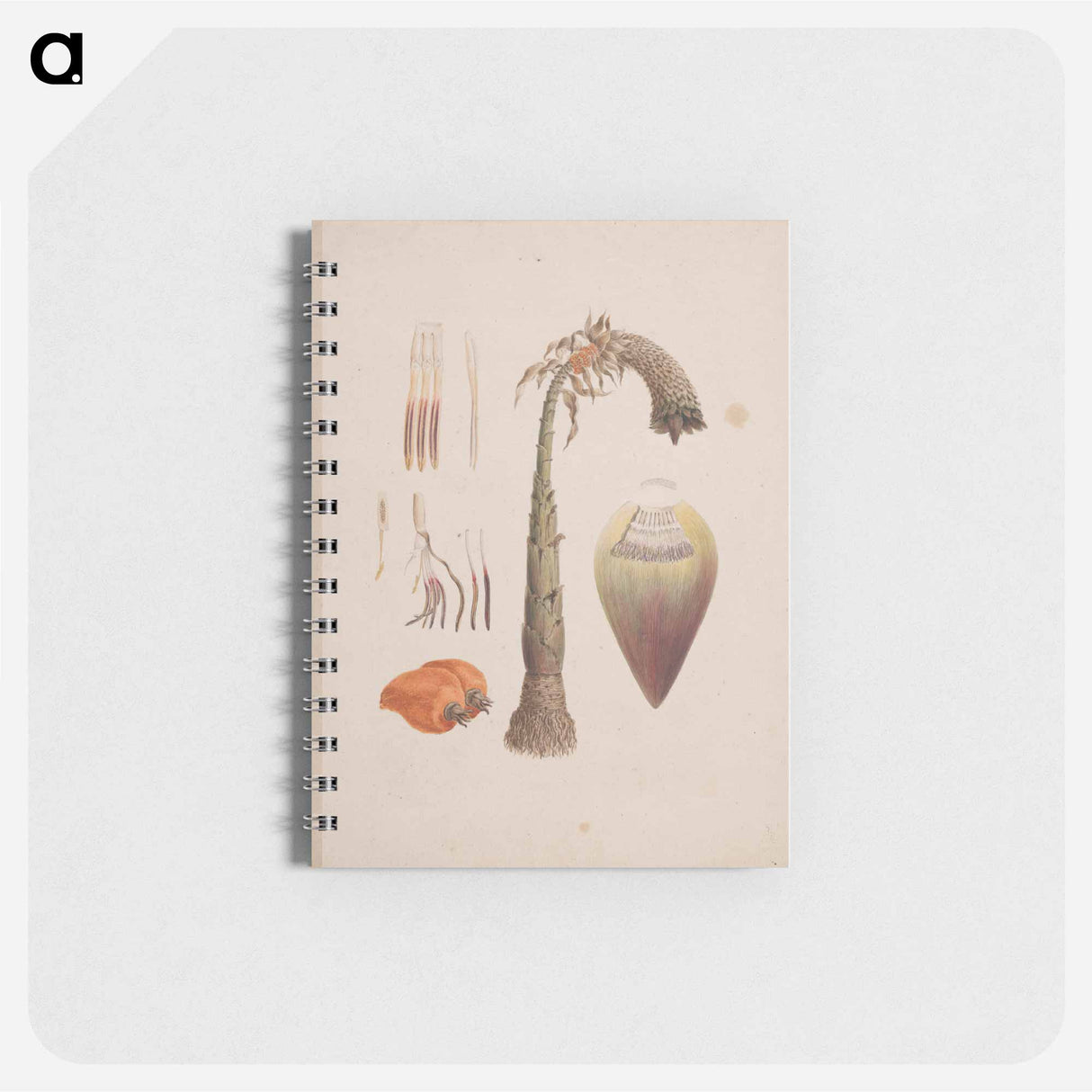 Ensete ventricosum
- ルイージ バルガーニ Memo.