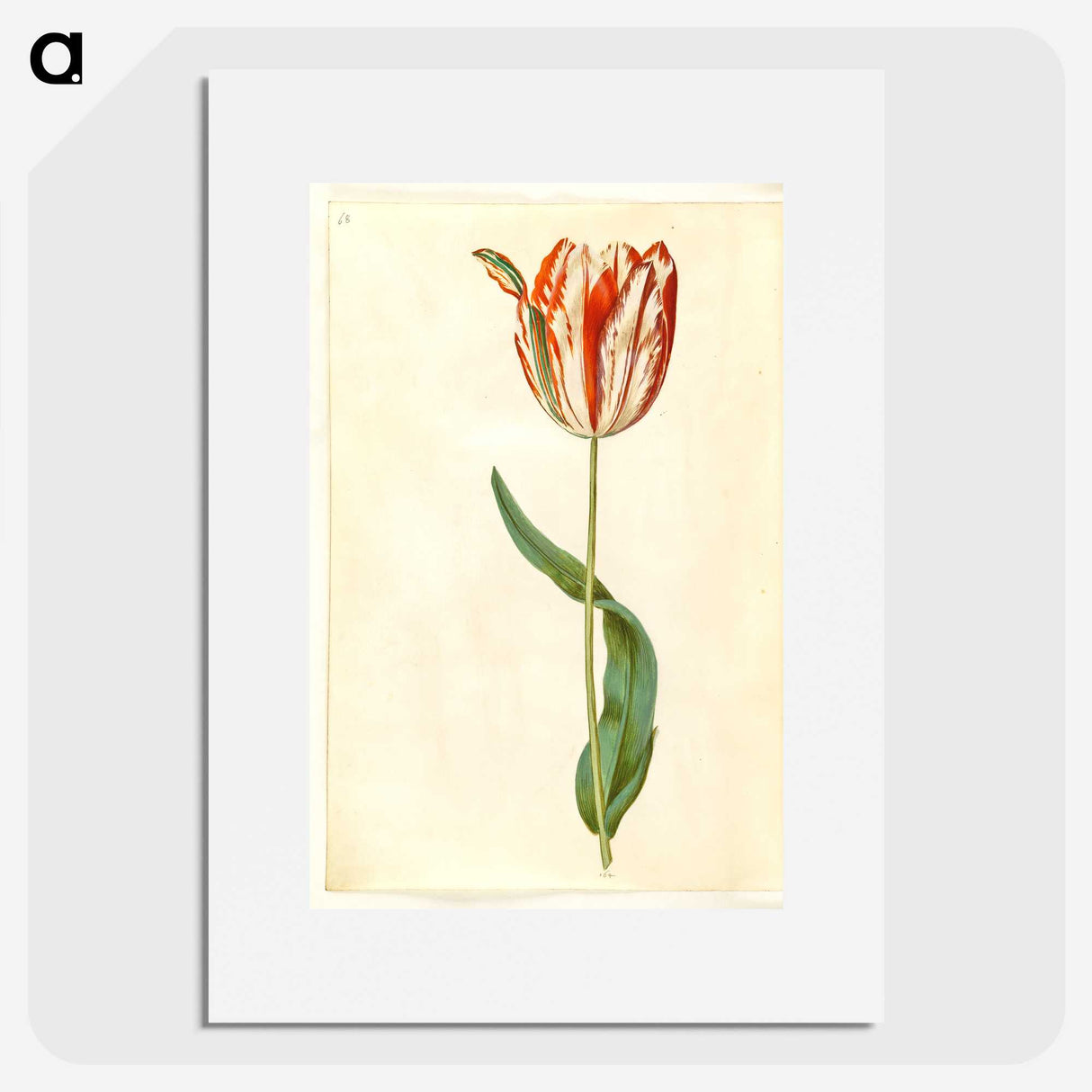 1-81_Maria-Sibylla-Merian_picture