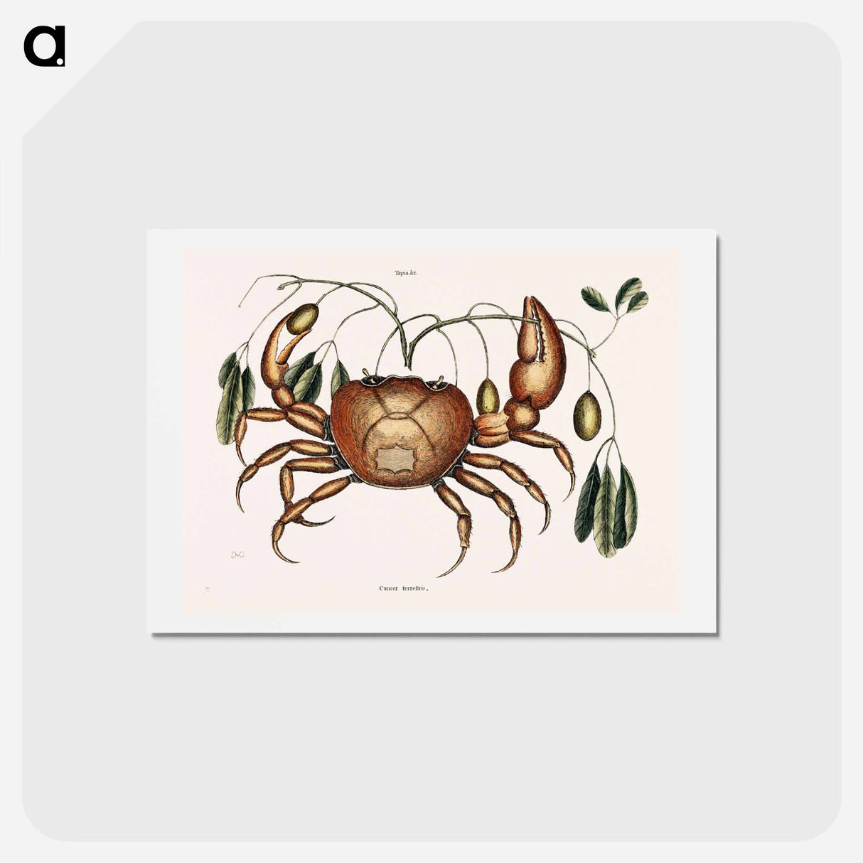 アートポストカード-Land Crab
- マーク ケイツビー Postcard.
