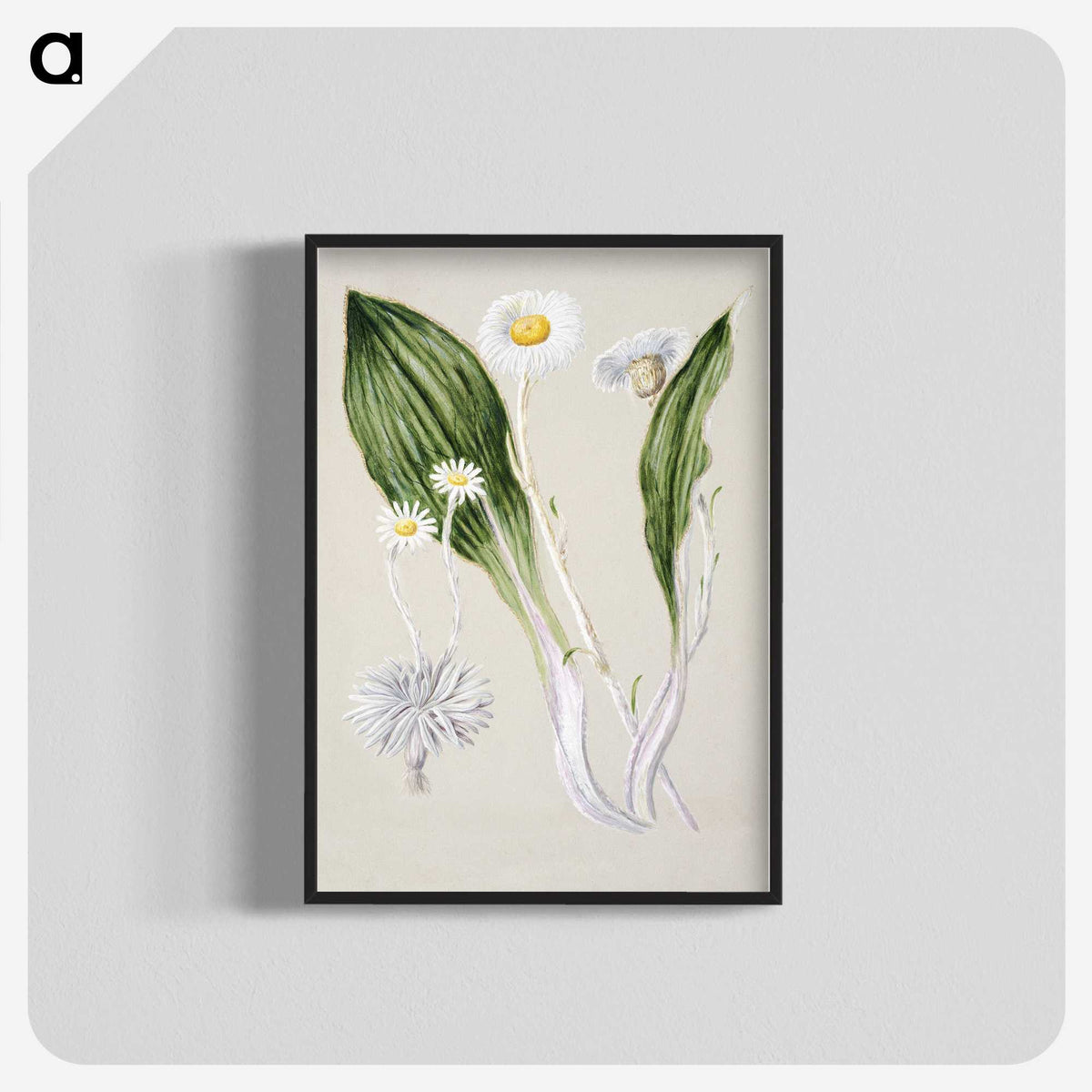 1-81_Native-Flowering-Plants-of-New-Zealand_blk-crop