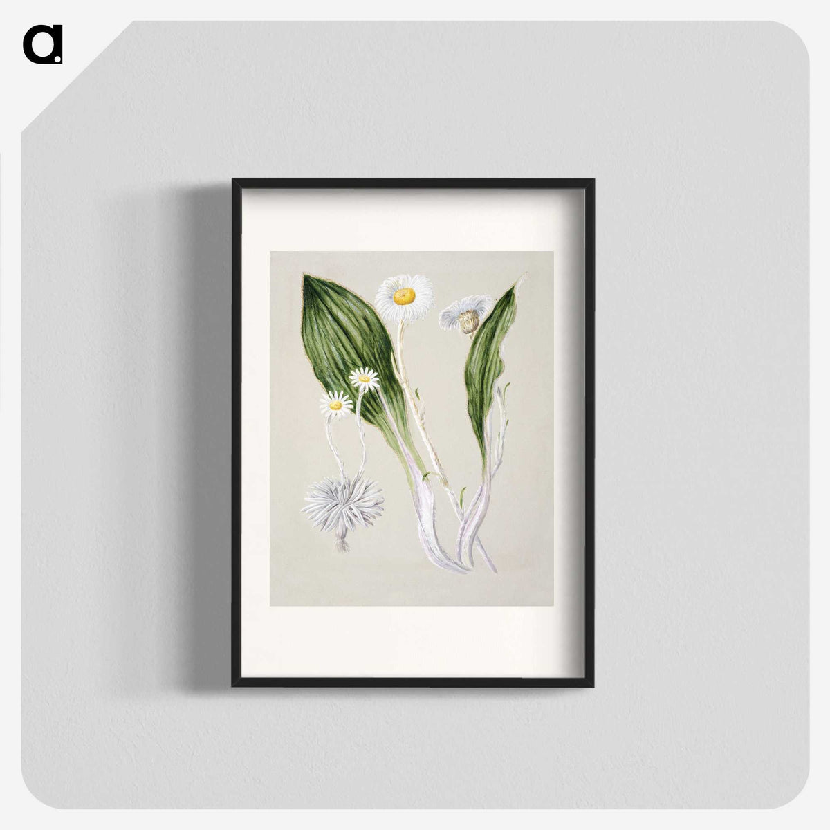 1-81_Native-Flowering-Plants-of-New-Zealand_blk