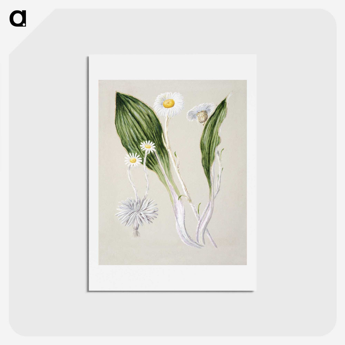 1-81_Native-Flowering-Plants-of-New-Zealand_hagaki
