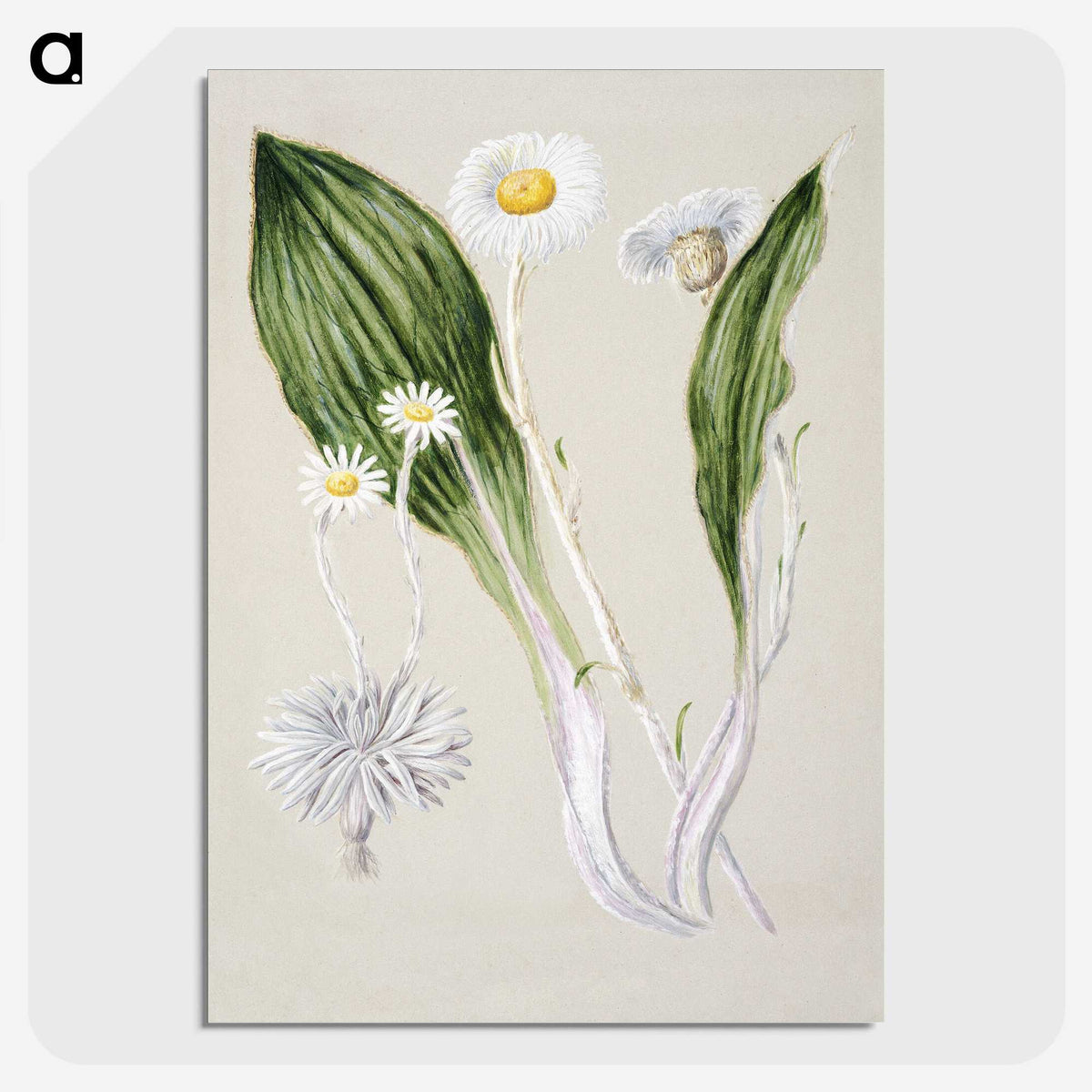 1-81_Native-Flowering-Plants-of-New-Zealand_picture-crop