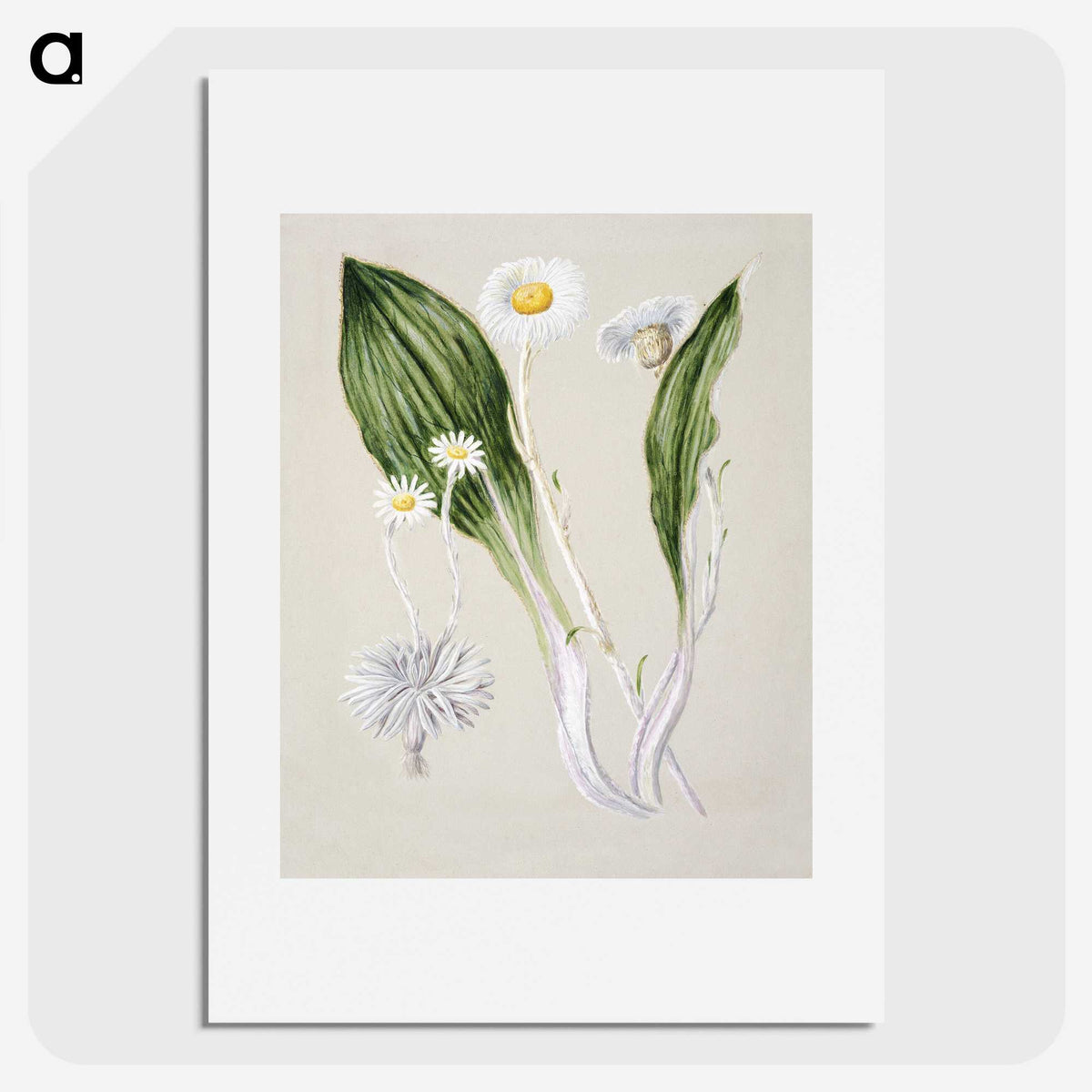 1-81_Native-Flowering-Plants-of-New-Zealand_picture
