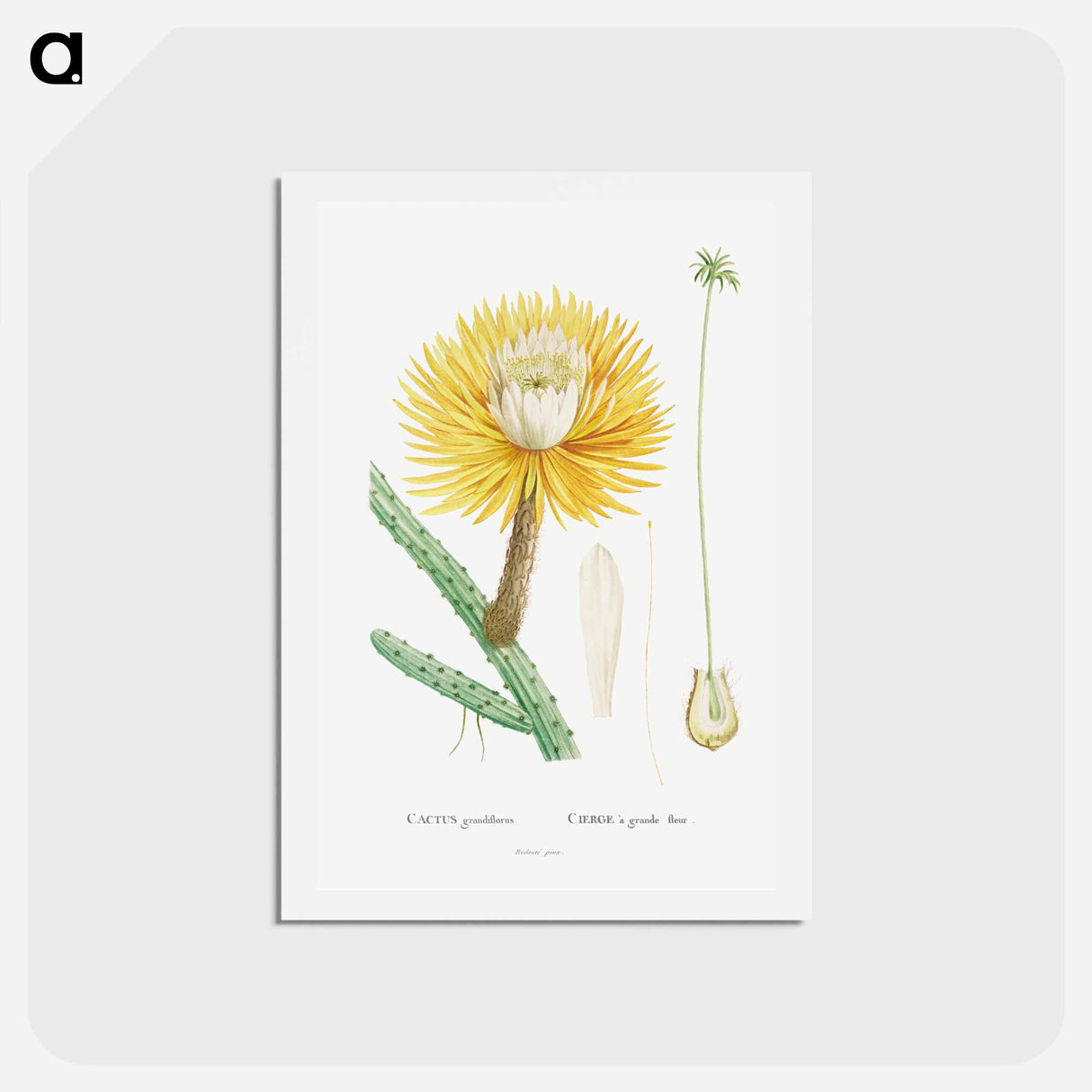 アートポストカード-Cactus Grandiflorus - ピエール ジョゼフ ルドゥーテ Postcard.