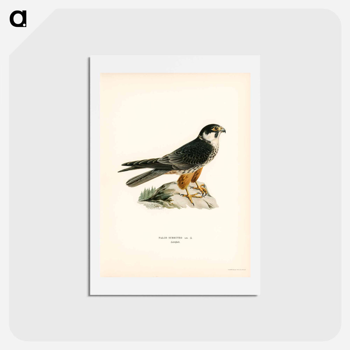 アートポストカード-Eurasian Hobby
- スヴェンスカ フォグラル Postcard.