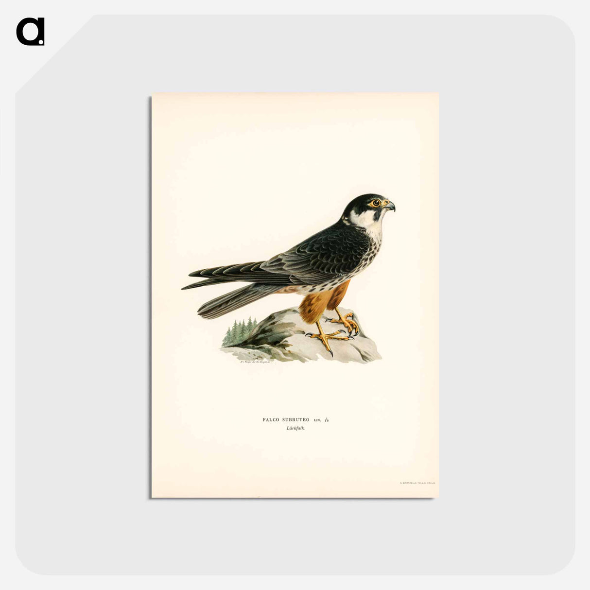 アートポストカード-Eurasian Hobby
- スヴェンスカ フォグラル Postcard.