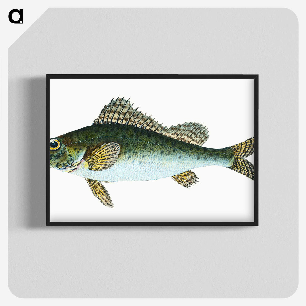 1-81_The-Natural-History-of-British-Fishes_blk-crop