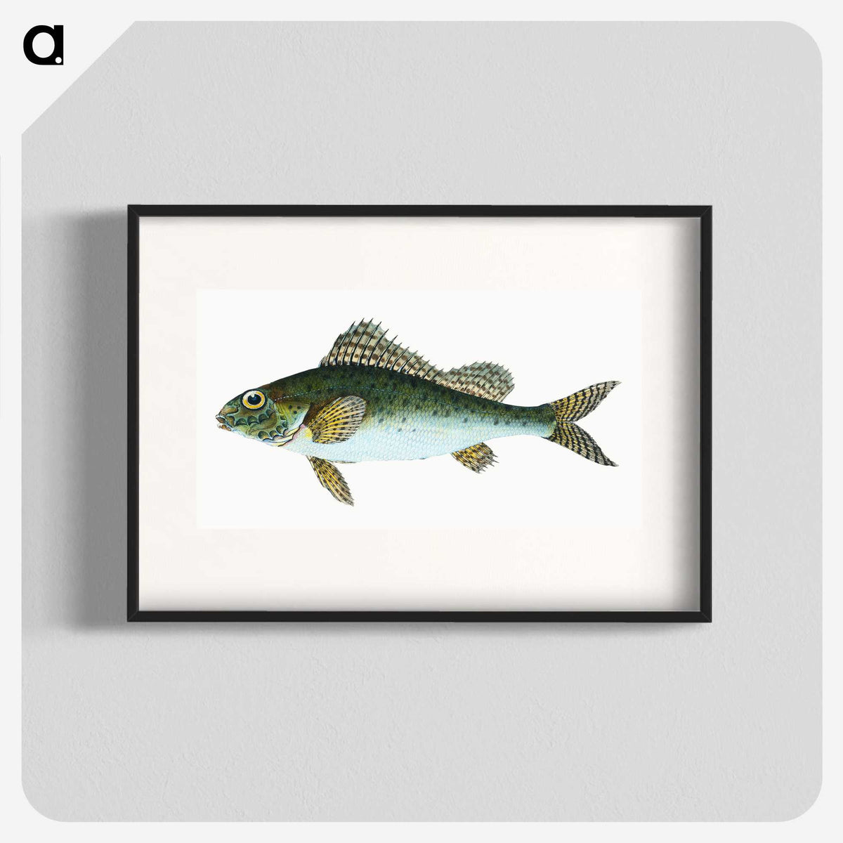 1-81_The-Natural-History-of-British-Fishes_blk