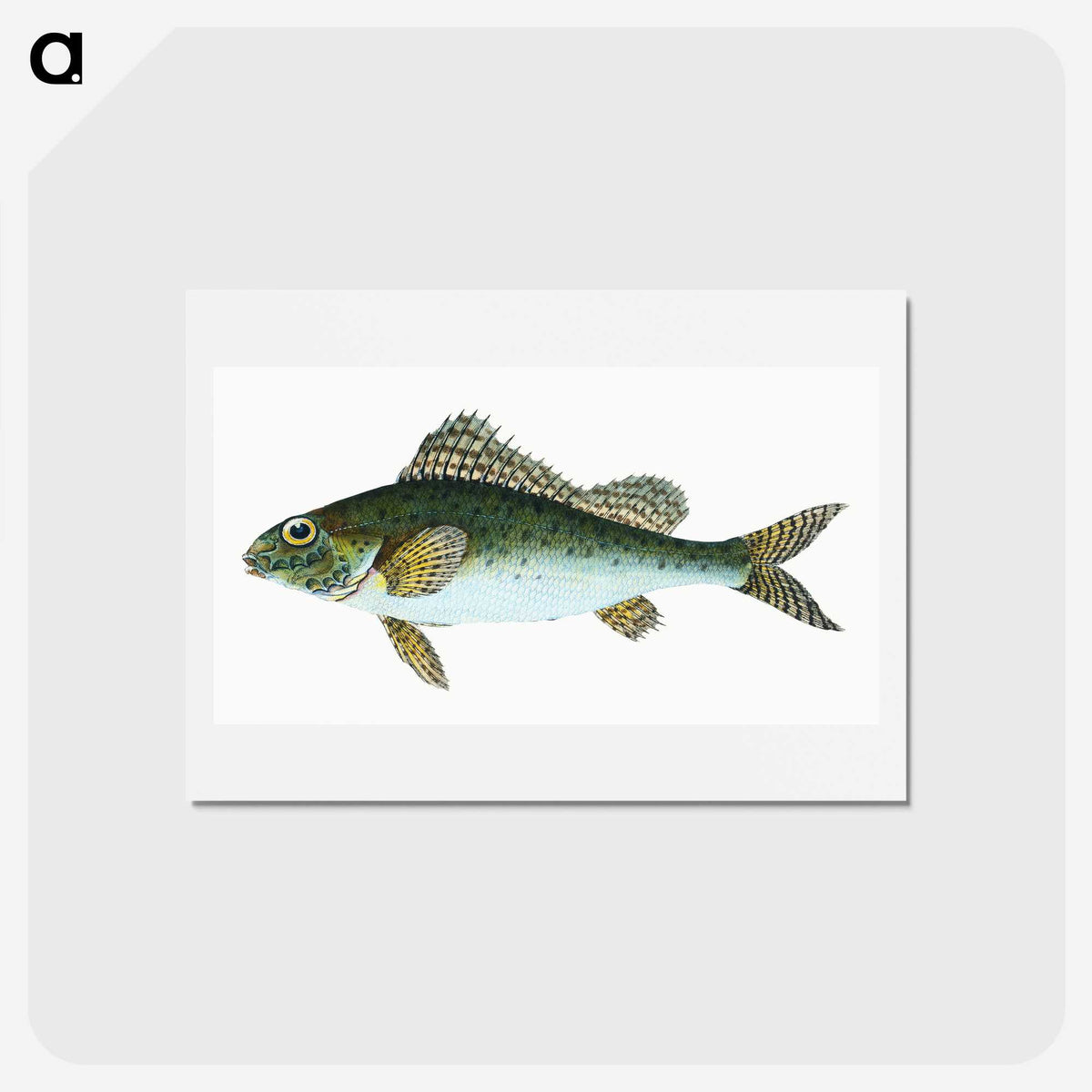 1-81_The-Natural-History-of-British-Fishes_hagaki