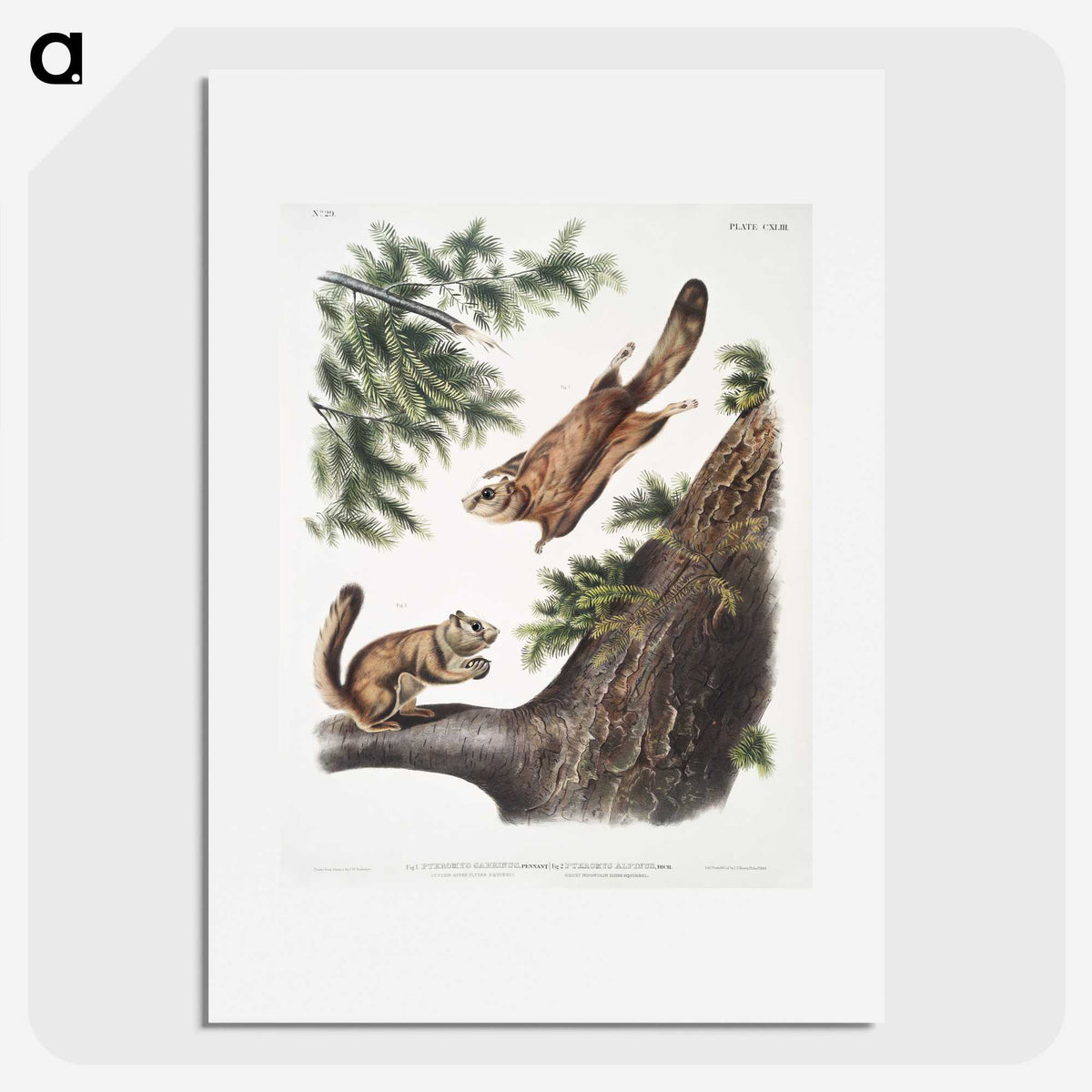 1-81_The-Viviparous-Quadrupeds_picture