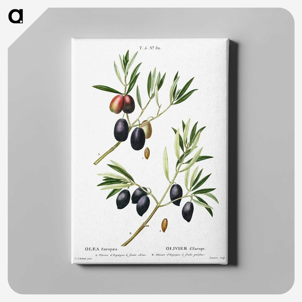 1-81_Treatise-on-Trees-and-Shrubs_canvas