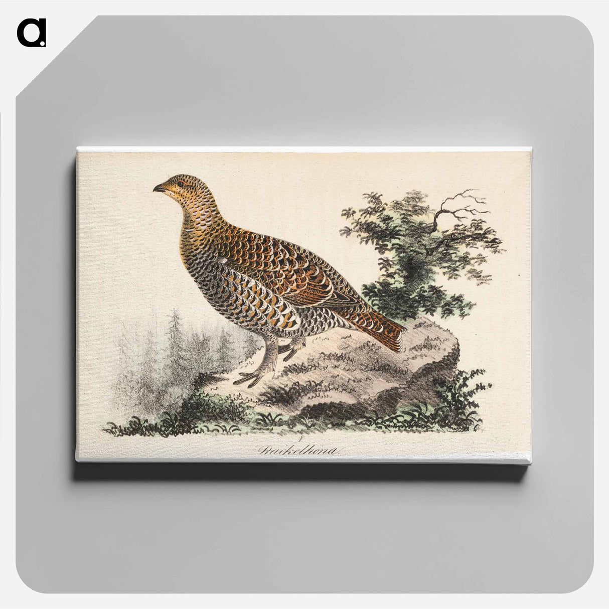 Rackelhahn, female - Wilhelm von Wright Canvas.