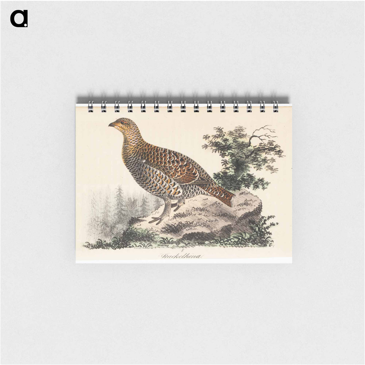 Rackelhahn, female - ヴィルヘルム フォン ライト Memo.