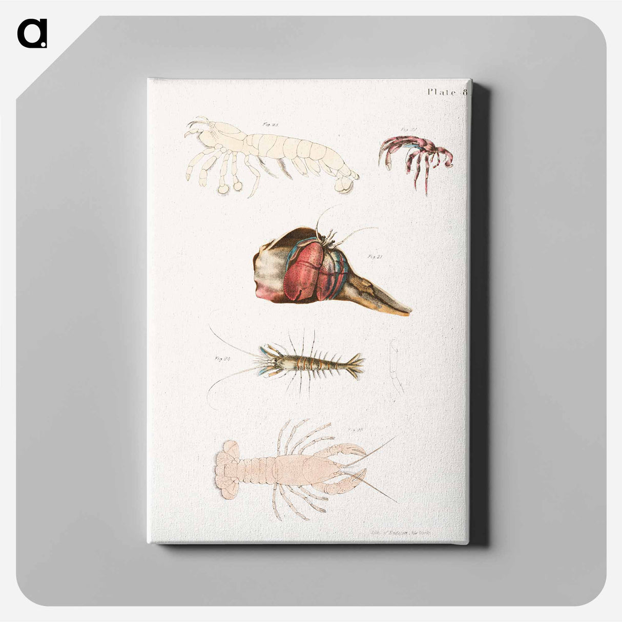 Different types of sea creatures illustration from Zoology of New York by James Ellsworth De Kay - ニューヨークの動物学 Canvas.