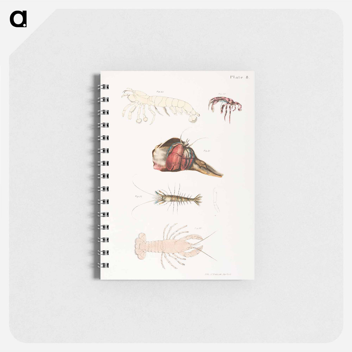 Different types of sea creatures illustration from Zoology of New York by James Ellsworth De Kay - ニューヨークの動物学 Memo.