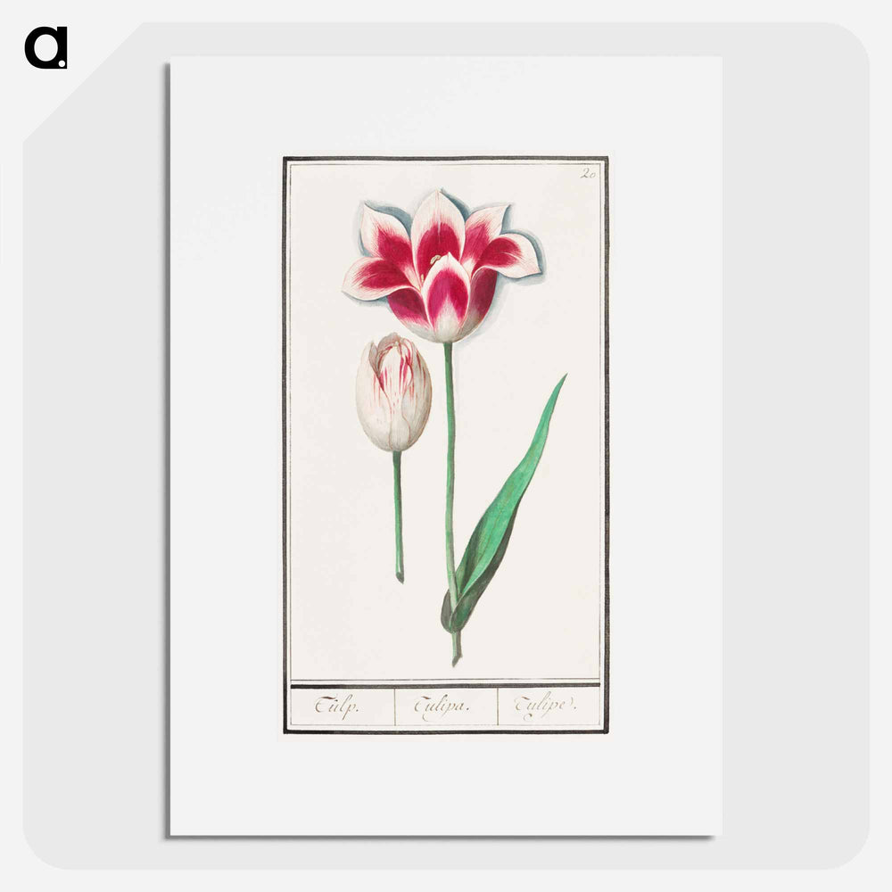 Tulip - アンセルムス ボエティウス デ ブート Poster.