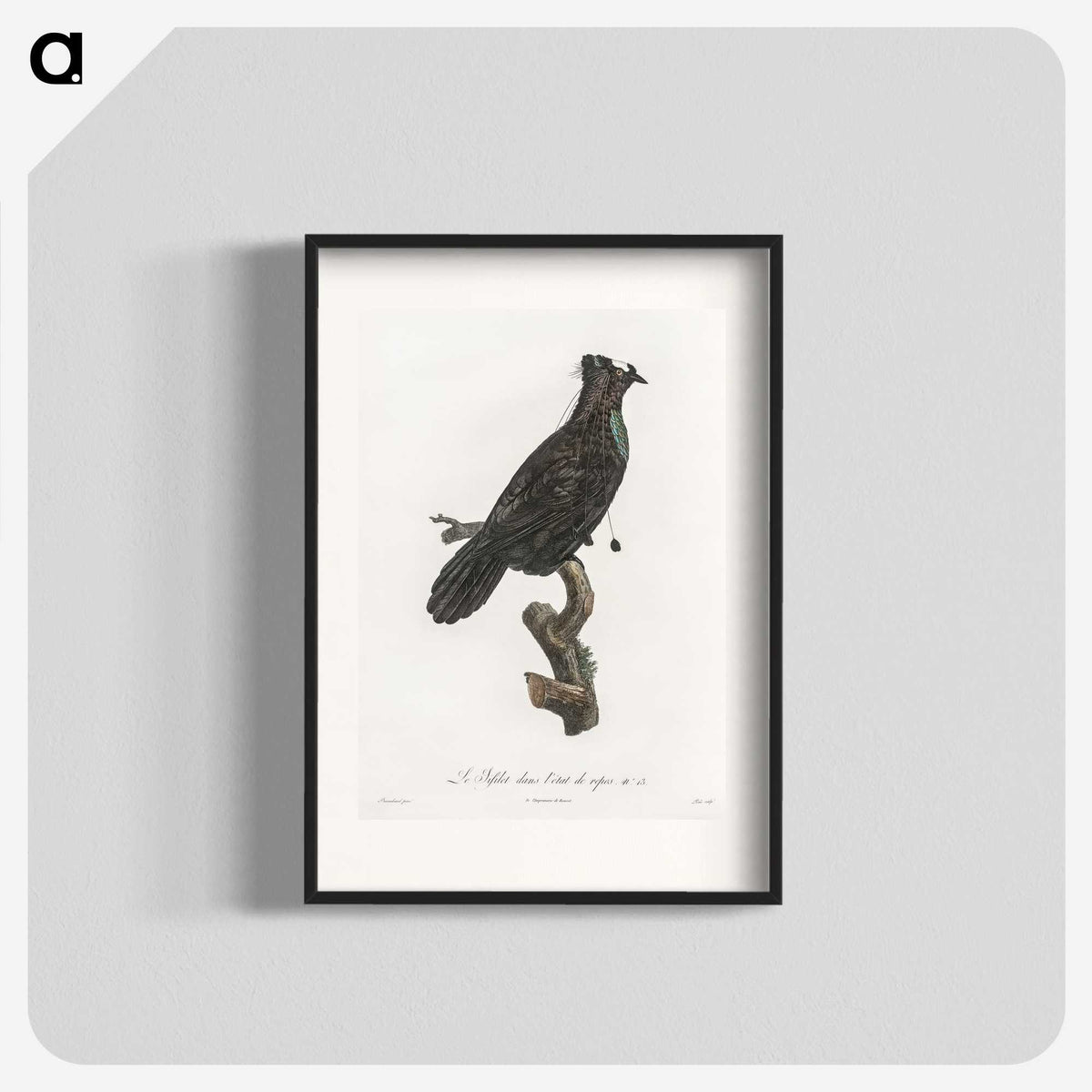 1-82_Des-Oiseaux-de-Paradis_blk