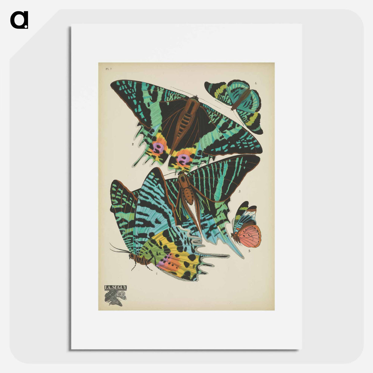 E.A. Séguy's vintage butterflies insect illustration - E.A.セギー Poster.
