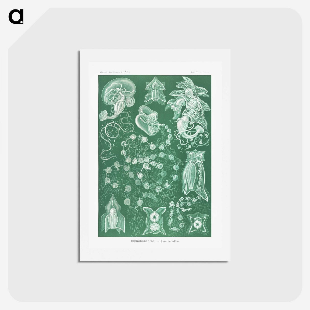 1-82_Ernst-Haeckel_hagaki