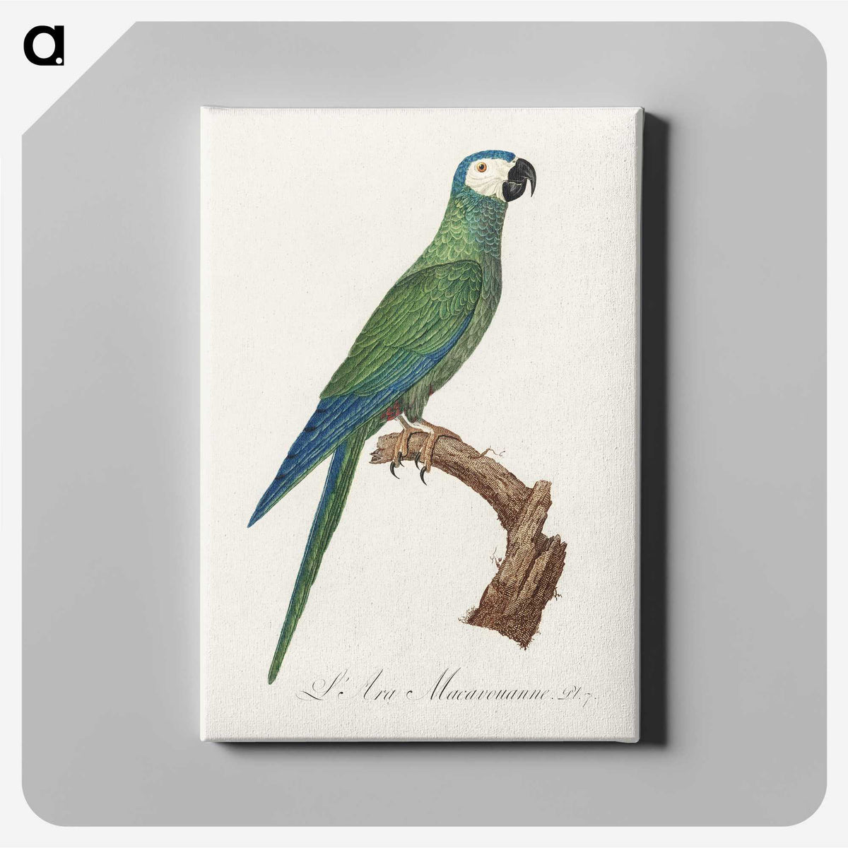 1-82_Francois-Levaillant_canvas