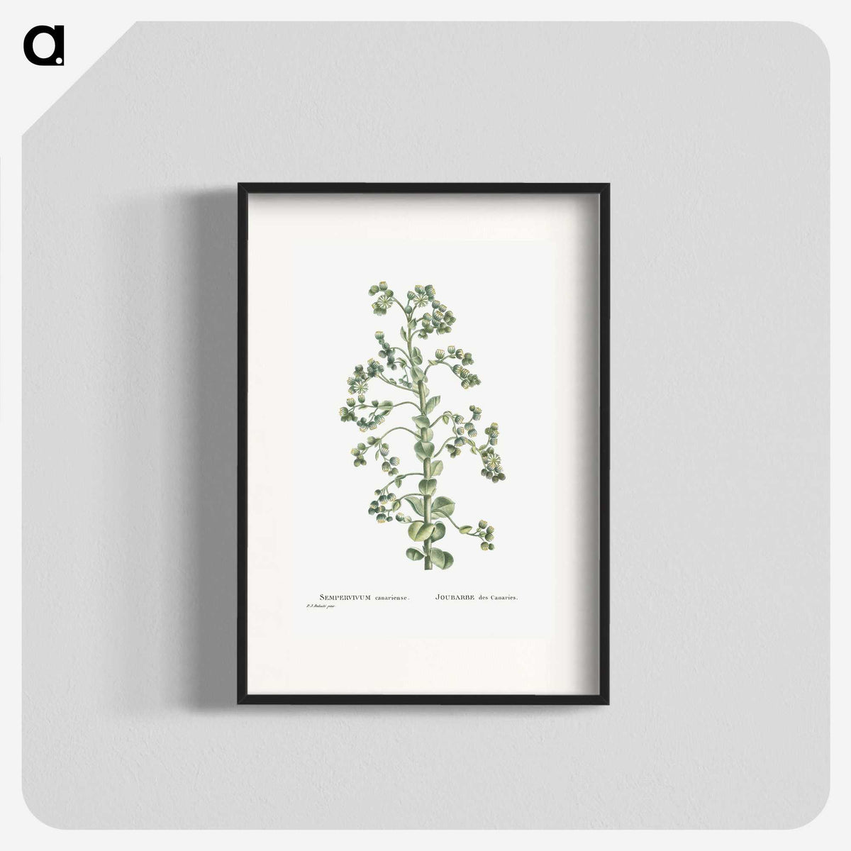 1-82_Histoire-des-Plantes-Grasses_blk