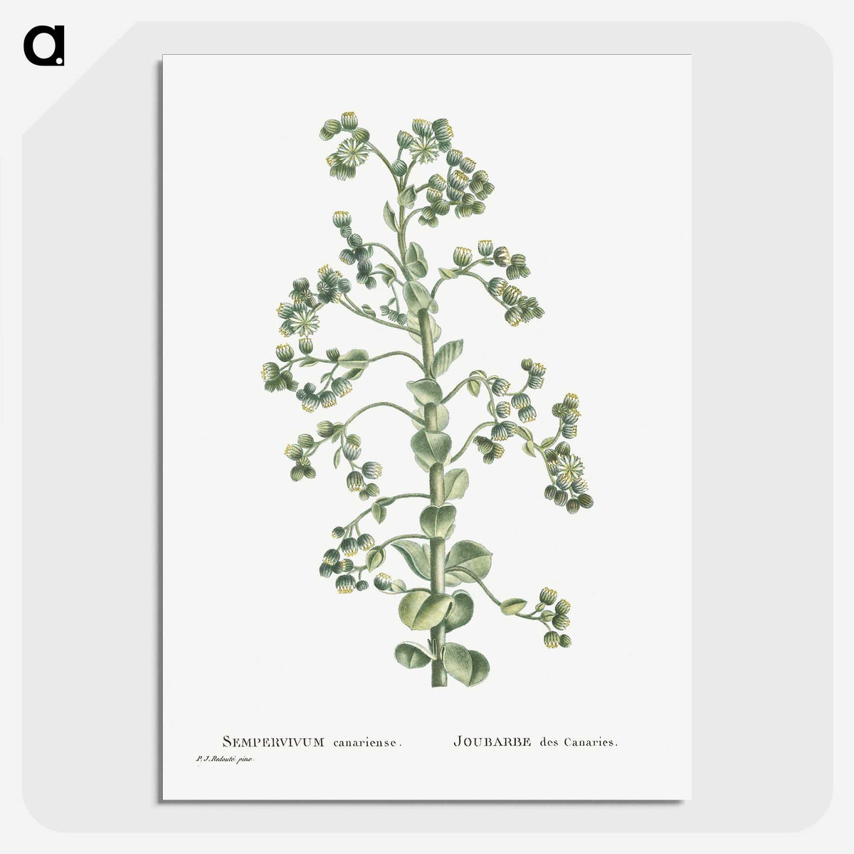 1-82_Histoire-des-Plantes-Grasses_picture-crop