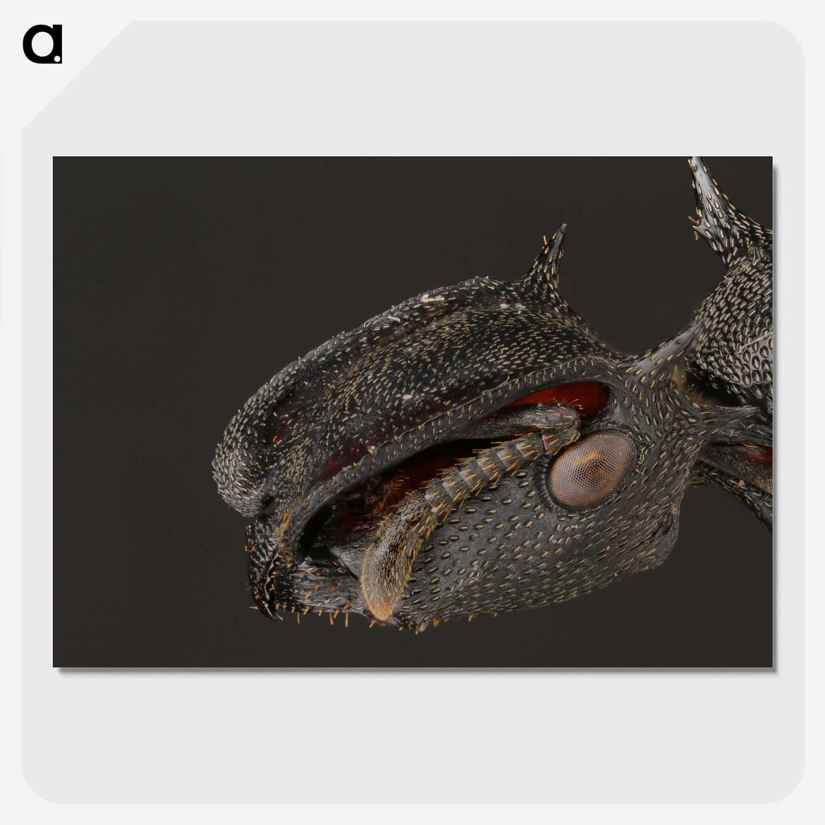 1-82_Insects-Unlocked-Project_picture-crop