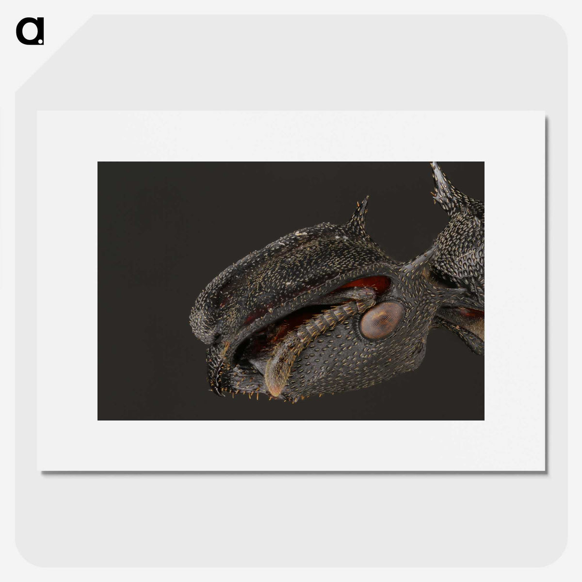 1-82_Insects-Unlocked-Project_picture